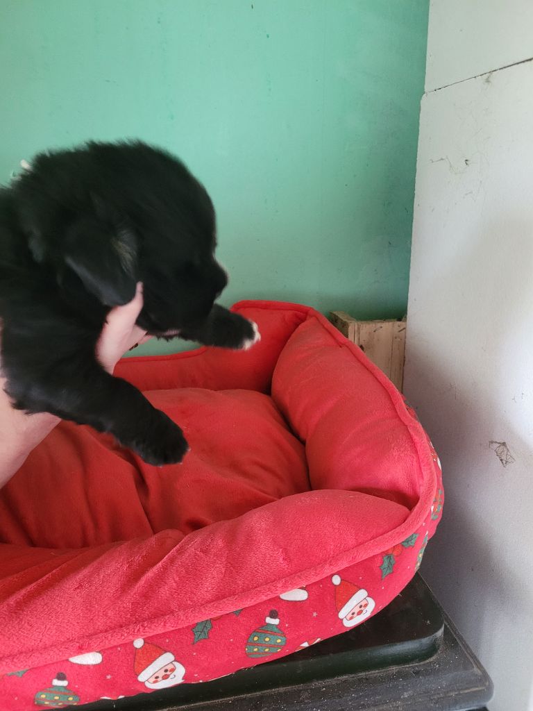 Des Oursons Du Bassigny - Chiots disponibles - Terre-neuve