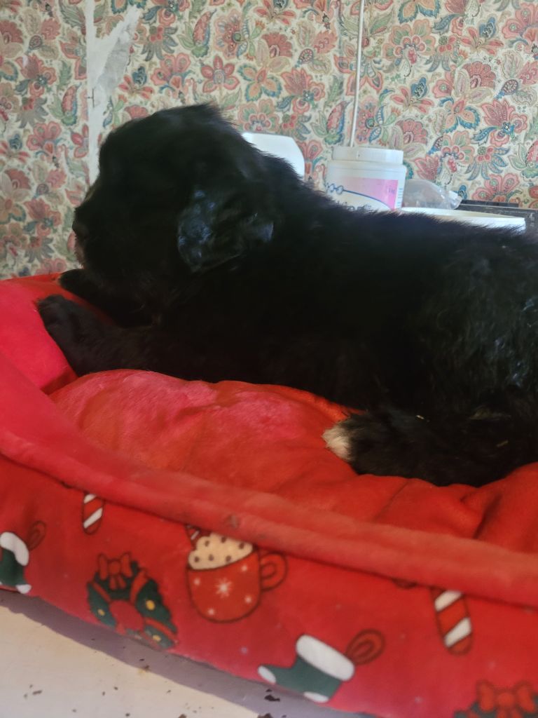 Des Oursons Du Bassigny - Chiots disponibles - Terre-neuve