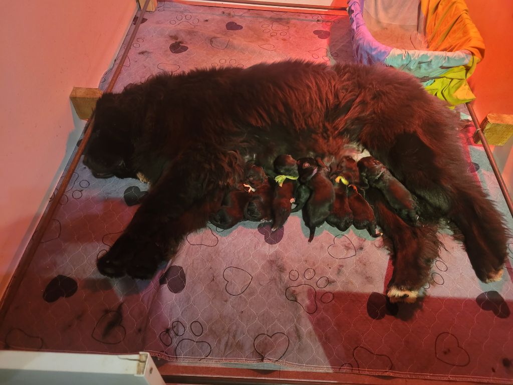 Chiot Terre-neuve Des Oursons Du Bassigny