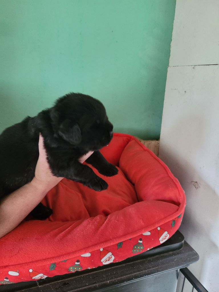 Des Oursons Du Bassigny - Chiots disponibles - Terre-neuve
