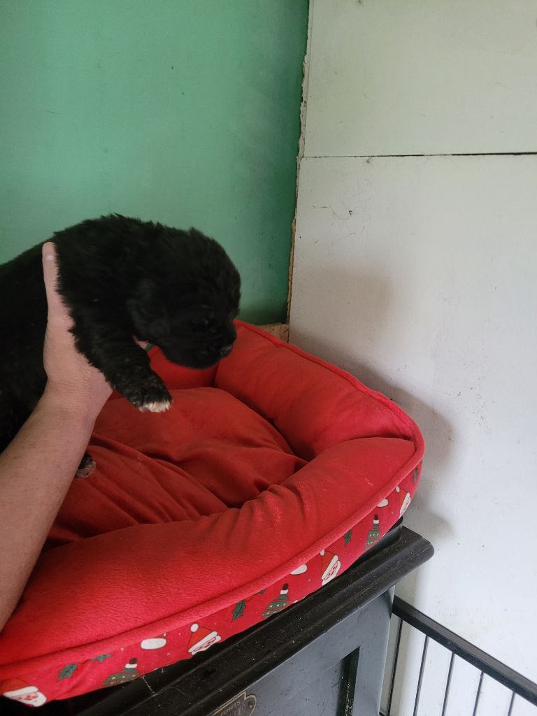 Des Oursons Du Bassigny - Chiots disponibles - Terre-neuve