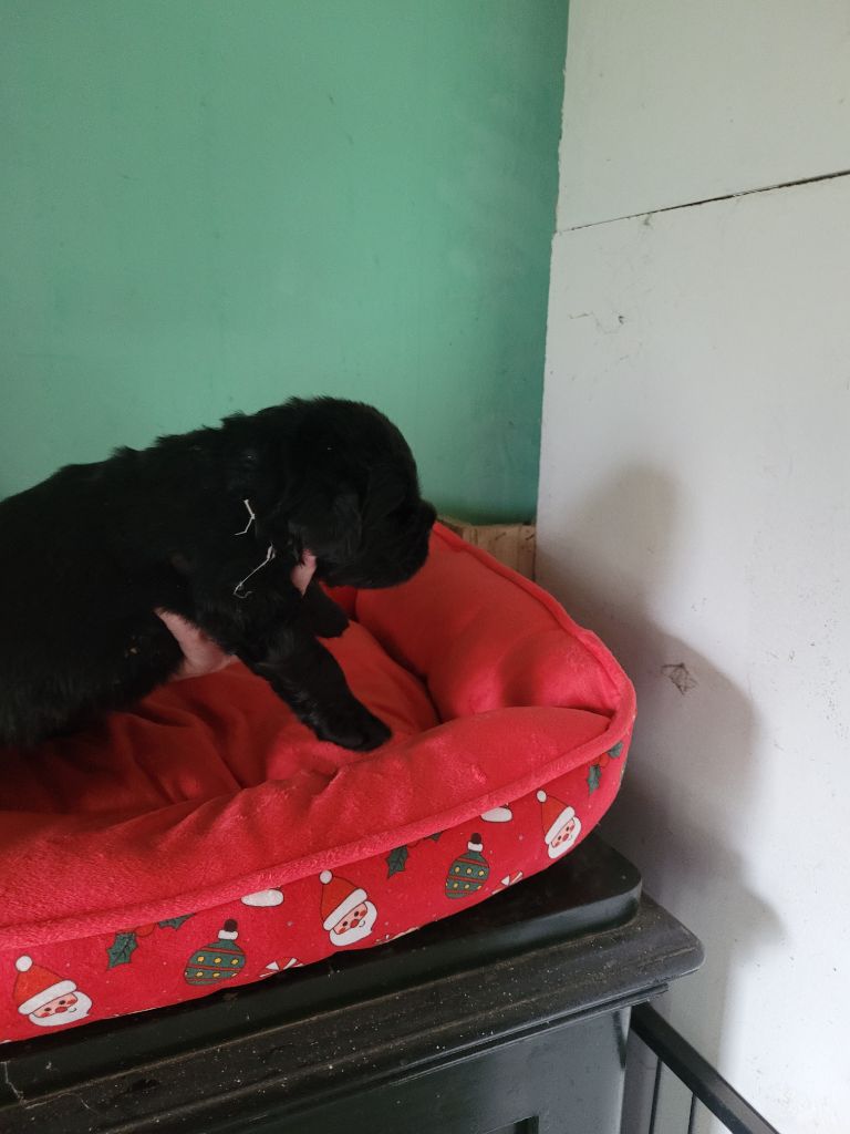 Des Oursons Du Bassigny - Chiots disponibles - Terre-neuve