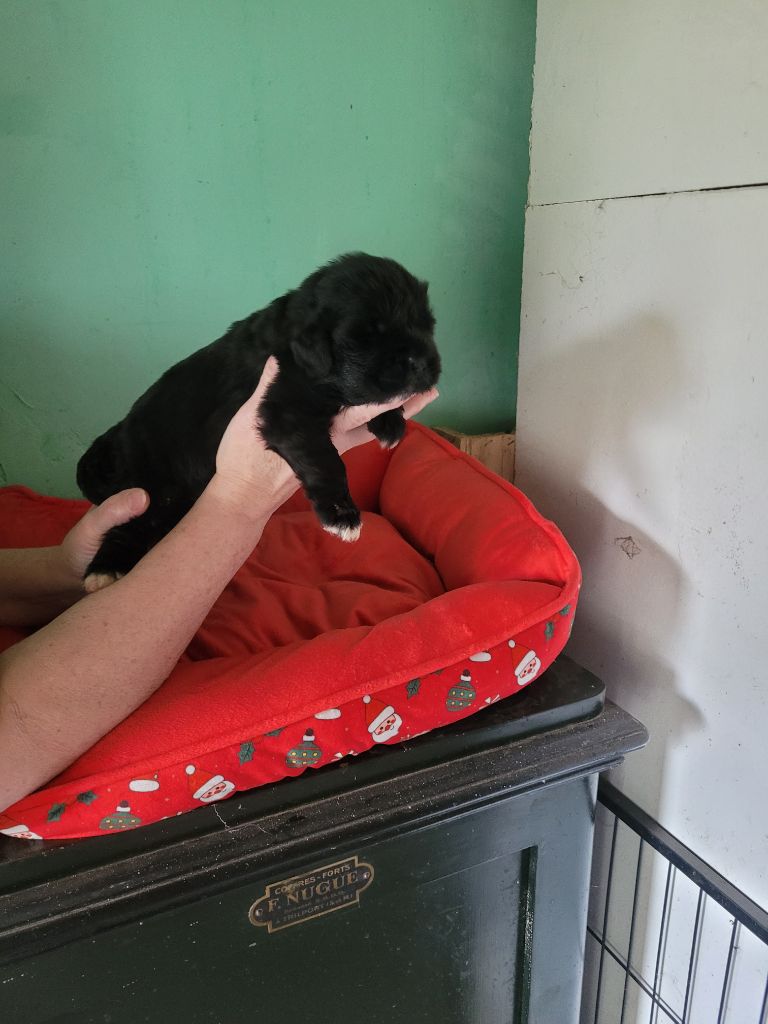 Des Oursons Du Bassigny - Chiots disponibles - Terre-neuve
