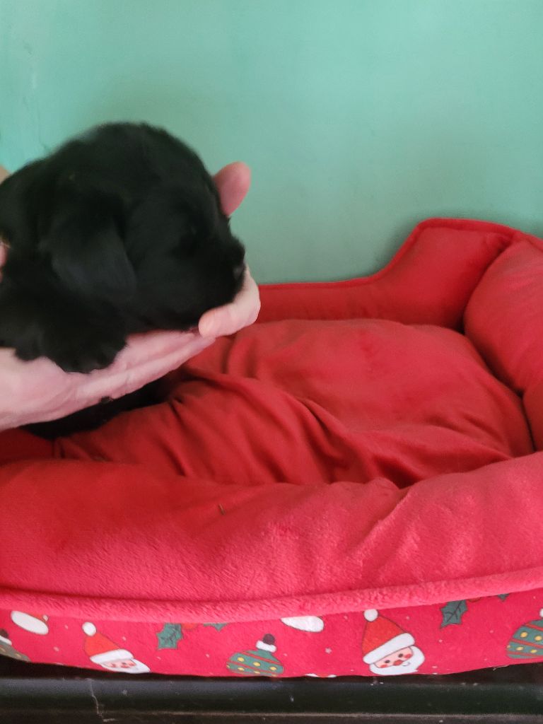 Des Oursons Du Bassigny - Chiots disponibles - Terre-neuve