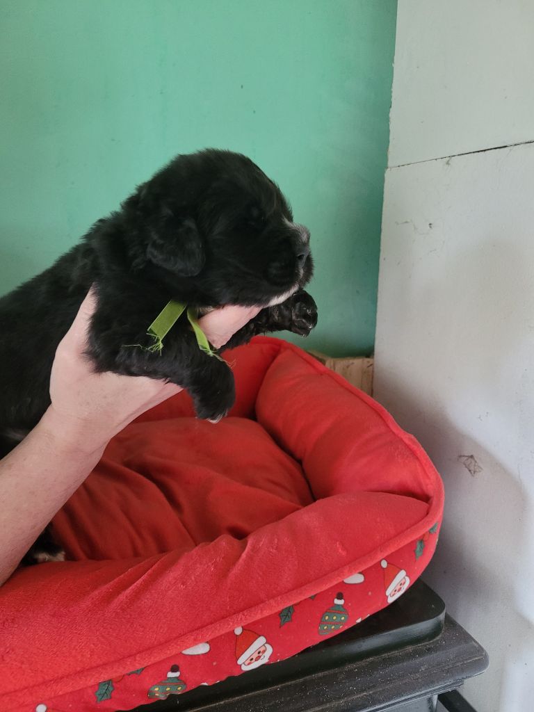 Des Oursons Du Bassigny - Chiots disponibles - Terre-neuve