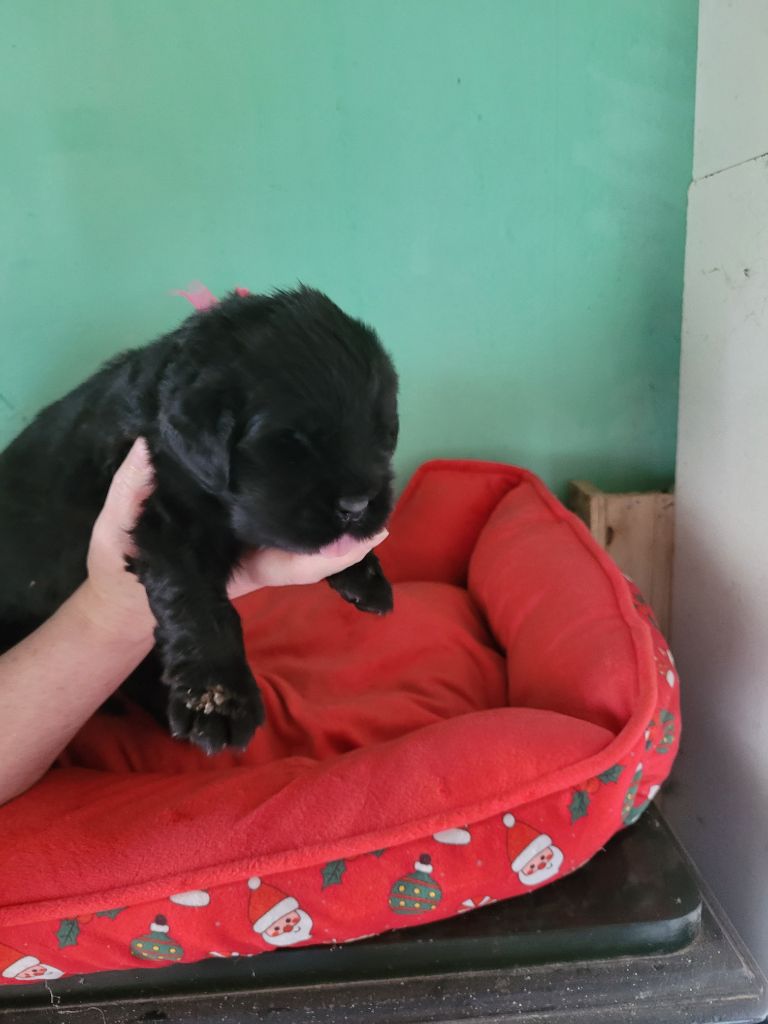 Des Oursons Du Bassigny - Chiots disponibles - Terre-neuve